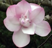 Magnolia pink Killerton 